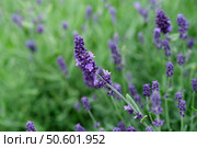 Lavender field background, endless purple blooms, natural floral texture for design projects. Стоковое фото, фотограф Елена  Попкова / Фотобанк Лори