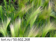 Foxtail barley in the field. Natural green background. Стоковое фото, фотограф Елена  Попкова / Фотобанк Лори