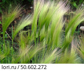 Foxtail barley in the field. Natural green background. Стоковое фото, фотограф Елена  Попкова / Фотобанк Лори