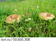 Гриб свинушка тонкая (Paxillus involutus)на фоне зеленой травы. Стоковое фото, фотограф Сергей Овчинников / Фотобанк Лори