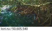 Dense mangrove roots reflect in still green water of cenote under sunlight. Стоковое видео, видеограф Ольга Сухарева / Фотобанк Лори