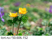 Two yellow bright flowers of the Trollius caucasicus species in spring bloom in natural wild conditions of mountain meadow natural background copy space. Стоковое фото, фотограф Елена Гоосен / Фотобанк Лори