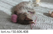 Fluffy kitten playfully interacts with pink ball of yarn on textured white blanket, with other yarn balls nearby. Ideal for themes of pet antics, hobbies and playful domestic scenes. Стоковое видео, видеограф Елена Никишина / Фотобанк Лори