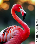 The Red Flamingo (Lat. Phoenicopterus ruber) is a species of bird from the flamingo family. The Red Flamingo is the largest and brightest representative of the family: the head, neck and chest are painted dark pink. The beak is also reddish-pink, with a black tip. Стоковое AI-изображение, AI-художник Сергей Елизарьев / Фотобанк Лори