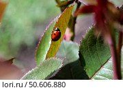 ladybug on young rose leaves. Стоковое фото, фотограф Вербицкая Светлана / Фотобанк Лори