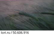 barley with spikes in field, back lit cereal crops plantation in sunset. Стоковое видео, видеограф svetograph / Фотобанк Лори