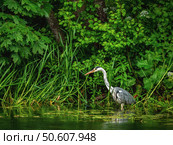 Beautiful grey heron hunts in the dense green foliage. Стоковое фото, фотограф Саблин Станислав / Фотобанк Лори