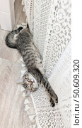 Playful tabby kitten lying on the floor stretched out next to a white lace curtain. Perfect for depicting cute pet antics, relaxation and cozy home environment. Стоковое фото, фотограф Елена Никишина / Фотобанк Лори