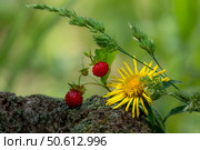 Ягоды земляники. Стоковое фото, фотограф Владимир Зайцев / Фотобанк Лори