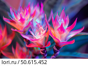 Vibrant pink and turquoise bromeliad flowers blooming in neon light. Стоковое AI-изображение, AI-художник Иван Рябоконь / Фотобанк Лори