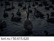 Canada goose swimming among brent geese in dark water. Стоковое AI-изображение, AI-художник Иван Рябоконь / Фотобанк Лори