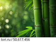 Bamboo stalks growing in lush forest with sunlight filtering through. Стоковое AI-изображение, AI-художник Иван Рябоконь / Фотобанк Лори