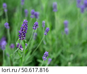 Lavender field background, endless purple blooms, natural floral texture for design projects. Стоковое фото, фотограф Елена  Попкова / Фотобанк Лори