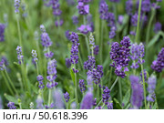 Lavender field background, endless purple blooms, natural floral texture for design projects. Стоковое фото, фотограф Елена  Попкова / Фотобанк Лори