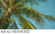 Cluster of coconuts hangs from tropical palm tree against clear blue sky. Стоковое видео, видеограф Ольга Сухарева / Фотобанк Лори