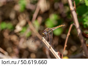 Close-up of a female dragonfly (Sympetrum vulgatum) sitting on a branch. Стоковое фото, фотограф Татьяна Ляпи / Фотобанк Лори