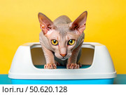 A sphynx cat with bright yellow eyes peeks out of a blue and white litter box against a bright yellow background. Pet toilet. Стоковое AI-изображение, AI-художник Коханова Наталья / Фотобанк Лори