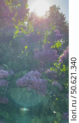 Purple lilac flowers in full bloom on lush green foliage during springtime. Стоковое видео, видеограф Анастасия Золотницкая / Фотобанк Лори