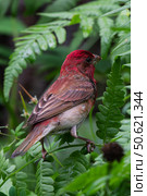 Обыкновенная чечевица — Carpodacus erythrinus. Стоковое фото, фотограф Бородкин Андрей / Фотобанк Лори