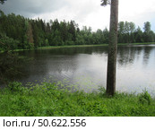 Ствол дерева на поляне возле реки Мста. Стоковое фото, фотограф Анна Петрова / Фотобанк Лори