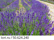 Лавандовое поле. Цветущие кусты лаванды. Летний солнечный день. Lavender field. Blooming lavender bushes. Стоковое фото, фотограф Volha Zhurauliova / Фотобанк Лори
