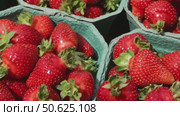 Fresh ripe strawberries in green cartons at a farmers market. closeup of large red berries in natural daylight. healthy organic summer fruit. Стоковое видео, видеограф Анастасия Ли / Фотобанк Лори