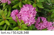 Blossoming rhododendron flowers on blurred background. Natural backdrop. Blooming pink rhododendrons swaying gently in sunlit garden. Alpenrose, snow-rose. Flowering bush. Biodiversity conservation. Стоковое видео, видеограф Марина Демидюк / Фотобанк Лори