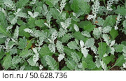 Pale Green Silver Leaves of Senecio Cineraria, Jacobaea Maritima, close-up background texture wallpaper. Hairy white carved leaves ornamental plant. Silverdust in the garden. Top view dusty miller. Стоковое видео, видеограф Марина Демидюк / Фотобанк Лори