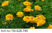Tagetes. Marigold. Blooming orange-yellow flower heads and green leaves. Closeup of orange marigold flowers in full bloom and foliage. Garden nature background. Ornamental flowering plants. Flowerbed. Стоковое видео, видеограф Марина Демидюк / Фотобанк Лори