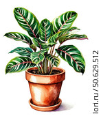 Calathea plant in a pot. Watercolor illustration on white background. Element, Sticker, Poster. Houseplants. Стоковое AI-изображение, AI-художник Ирина Самойлова / Фотобанк Лори