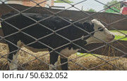 A calf is chewing on a bundle of hay while eating. Стоковое видео, видеограф Strunov David / Фотобанк Лори