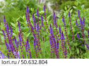 Blooming Salvia Superba on a nature. Стоковое фото, фотограф Володина Ольга / Фотобанк Лори