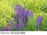Blooming Salvia Superba on a nature. Стоковое фото, фотограф Володина Ольга / Фотобанк Лори
