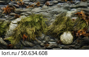 shore seaweed texture ai generated. Стоковое AI-изображение, AI-художник Vectorwin / Фотобанк Лори