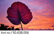 sunsilhouette taro leaf ai generated. Стоковое AI-изображение, AI-художник Vectorwin / Фотобанк Лори