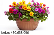 geraniums flower pot white background ai generated. Стоковое AI-изображение, AI-художник Vectorwin / Фотобанк Лори