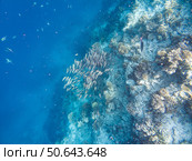 Коралловый риф в индийском океане. Мальдивские острова. Coral reef in the Indian Ocean. Maldives. Стоковое фото, фотограф Антон Назаров / Фотобанк Лори
