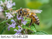 Honey bee pollinating purple flower in summer garden. Стоковое AI-изображение, AI-художник Иван Рябоконь / Фотобанк Лори