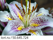 Close up of white and purple lily showing stamens and petals. Стоковое AI-изображение, AI-художник Иван Рябоконь / Фотобанк Лори