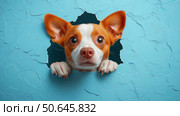 Curious dog peeks through a hole in a light blue wall, with ample space for text beside it. Image captures attention and creates a friendly atmosphere. Design for cover, poster, brochure, advertising. Стоковое AI-изображение, AI-художник Ирина Михайличенко / Фотобанк Лори