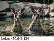 Two kangaroos cooling off in water on sunny day. Стоковое AI-изображение, AI-художник Иван Рябоконь / Фотобанк Лори