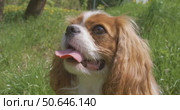 Cavalier King Charles Spaniel. Shot on super slow motion camera 1000 fps. Стоковое видео, видеограф Андрей Армягов / Фотобанк Лори