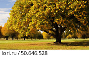 mature osage orange tree ai generated. Стоковое AI-изображение, AI-художник Vectorwin / Фотобанк Лори