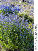 Лекарственное растение - Котовник сибирский (лат.Nepeta sibirica) во время цветения. Республика Алтай, Южная Сибирь, Россия. Стоковое фото, фотограф Евгений Мухортов / Фотобанк Лори