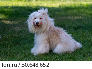 Dog Grooming Pets Outdoor Groomed white dog stands on a patio during the day after beauty grooming. Стоковое фото, фотограф svetograph / Фотобанк Лори