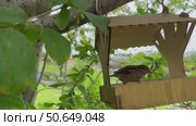 Video of sparrows pecking crumbs from a wooden feeder on a garden tree on a summer day (lat. Passer domesticus). Close-up view. Natural background. Bird care concept. Стоковое видео, видеограф Виктория Катьянова / Фотобанк Лори