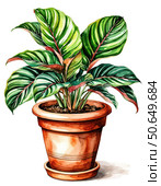 Calathea plant in a pot. Watercolor illustration on white background. Element, Sticker, Poster. Houseplants. Стоковое AI-изображение, AI-художник Ирина Самойлова / Фотобанк Лори