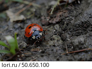 Ladybug walking on wet ground in nature close up. Стоковое AI-изображение, AI-художник Иван Рябоконь / Фотобанк Лори