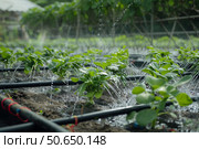 Watering seedlings with drip irrigation system in greenhouse, promoting sustainable agriculture. Стоковое AI-изображение, AI-художник Иван Рябоконь / Фотобанк Лори