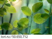 Sunlight filtering through vibrant green leaves in nature. Стоковое AI-изображение, AI-художник Иван Рябоконь / Фотобанк Лори